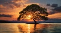 Radiant Reflections: Sunset, Tree, and Water Royalty Free Stock Photo