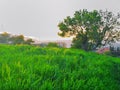 Radiant Serenity_Beautiful Trees and Green Grass Under Outdoor Sunlight