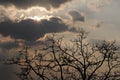 Radiant sun, heavy clouds, tree silhouette