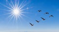 Radiant sun illuminates a clear blue sky as a flock of ducks gracefully forms a V-shaped pattern, autumn or spring concepts