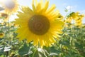 Sunflower with lens flare in the radiant sunlight. Royalty Free Stock Photo