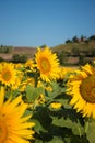 Radiant sunflower fields in Orciano Pisano, Tuscany, Italy Royalty Free Stock Photo