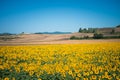 Radiant sunflower fields in Orciano Pisano, Tuscany, Italy