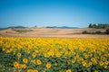 Radiant sunflower fields in Orciano Pisano, Tuscany, Italy Royalty Free Stock Photo