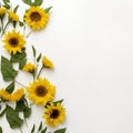 Radiant Sunflower Frame Pristine White Bliss Royalty Free Stock Photo