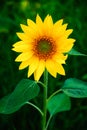 A radiant sunflower is highlighted, surrounded by dark green leaves