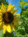 Radiant sunflower Royalty Free Stock Photo