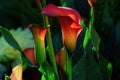 Radiant Sunlit Beauty: Captivating Red, Yellow, and Orange Calla Lily Blossoms. Royalty Free Stock Photo