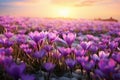 Radiant Sunny crocus field. Generate AI