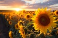 A radiant sunset complements the beauty of sunflowers in bloom