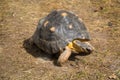 A radiant turtle Lat. Astrochelys radiata with a beautiful shell pattern standing on green grass on a clear sunny day. Animals