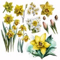 Radiant Watercolor Daffodils to Brighten Up Your Day AI Generated