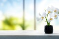 Radiant White Orchid Flower Decoration: A Serene Spa Ambiance with Sunlit Elegance. Royalty Free Stock Photo
