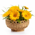 Radiant Yellow Daisy in a Basket