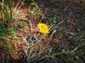 Radiant Yellow Flower Bathed in Sunlight