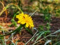 Radiant Yellow Flower Bathed in Sunlight