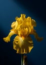 Radiant Yellow Iris Bloom on Deep Blue Backdrop Capturing the Essence of Floral Elegance and Royalty Free Stock Photo