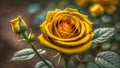 Radiant Yellow Rose Blooming on a Deep Dark Background: A Captivating and Eye-catching Blend of Colors