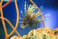 Radiata lionfish Royalty Free Stock Photo