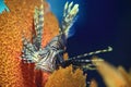 Radiata lionfish Royalty Free Stock Photo