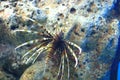 Radiata lionfish Royalty Free Stock Photo