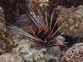 Radiata Lionfish resting among corals. Royalty Free Stock Photo