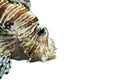 Radiata lionfish on a white background Royalty Free Stock Photo