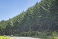 Radiata pine plantation for New Zealand forestry industry