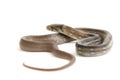 The radiated ratsnake, copperhead rat snake or copper-headed trinket snake Coelognathus radiatus is a nonvenomous species of col Royalty Free Stock Photo