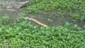 Radiated ratsnake crawling on the bushy weed.