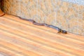 The Radiated Ratsnakes or Copperheas Rat Sanake on the floor at home in thailand Royalty Free Stock Photo