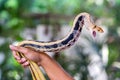 Radiated Ratsnakes, Copperheas Rat Sanake. Royalty Free Stock Photo