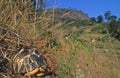 Radiated tortoise Royalty Free Stock Photo
