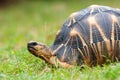 The radiated tortoise Royalty Free Stock Photo