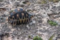 Radiated tortoise