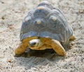 Radiated tortoise 3 Royalty Free Stock Photo