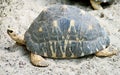 Radiated tortoise 5 Royalty Free Stock Photo