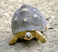 Radiated tortoise 6 Royalty Free Stock Photo