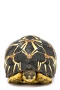 Radiated Tortoise Royalty Free Stock Photo
