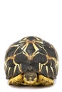 Radiated Tortoise