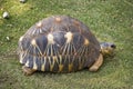 Radiated Tortoise Royalty Free Stock Photo