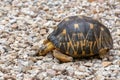 Radiated tortoise, Astrochelys radiata. Ilakaka, Madagascar wildlife Royalty Free Stock Photo