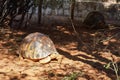 Radiated tortoise - Astrochelys radiata - critically endangered turtle species, endemic to Madagascar, walking on ground near Royalty Free Stock Photo