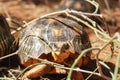 Radiated tortoise - Astrochelys radiata - critically endangered turtle species, endemic to Madagascar, walking on ground near Royalty Free Stock Photo