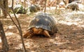 Radiated tortoise - Astrochelys radiata - critically endangered turtle species, endemic to Madagascar, walking on ground near Royalty Free Stock Photo