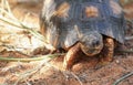 Radiated tortoise - Astrochelys radiata - critically endangered turtle species, endemic to Madagascar, walking on ground Royalty Free Stock Photo