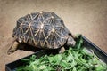 Radiated tortoise (Astrochelys radiata)