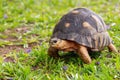 Radiated tortoise, Astrochelys radiata. Ilakaka, Madagascar wildlife