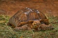 Radiated tortoise, Astrochelys radiata, Madagascar. Turtle in the nature habitat feeding grass