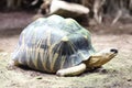 Radiated tortoise Astrochelys radiata